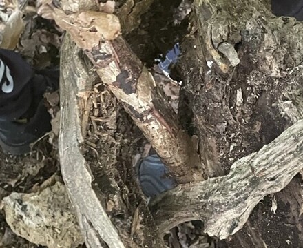 CCB19008 BBF3 47BD 9236 66FFD3BEE98F 1 102 o