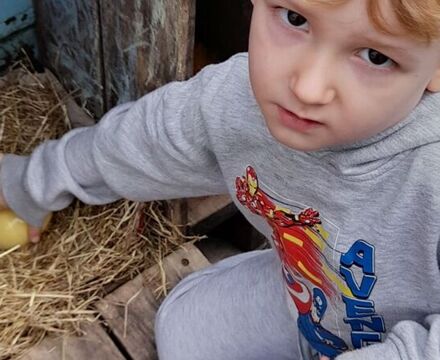 Collecting eggs from chicken coop