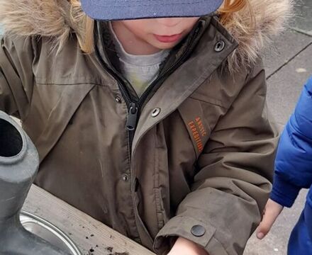 Planting wheat grain