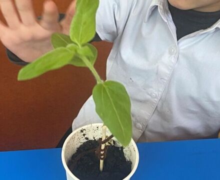 Plant 2